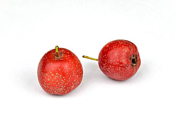 可以活血化瘀的九大中药(图6)